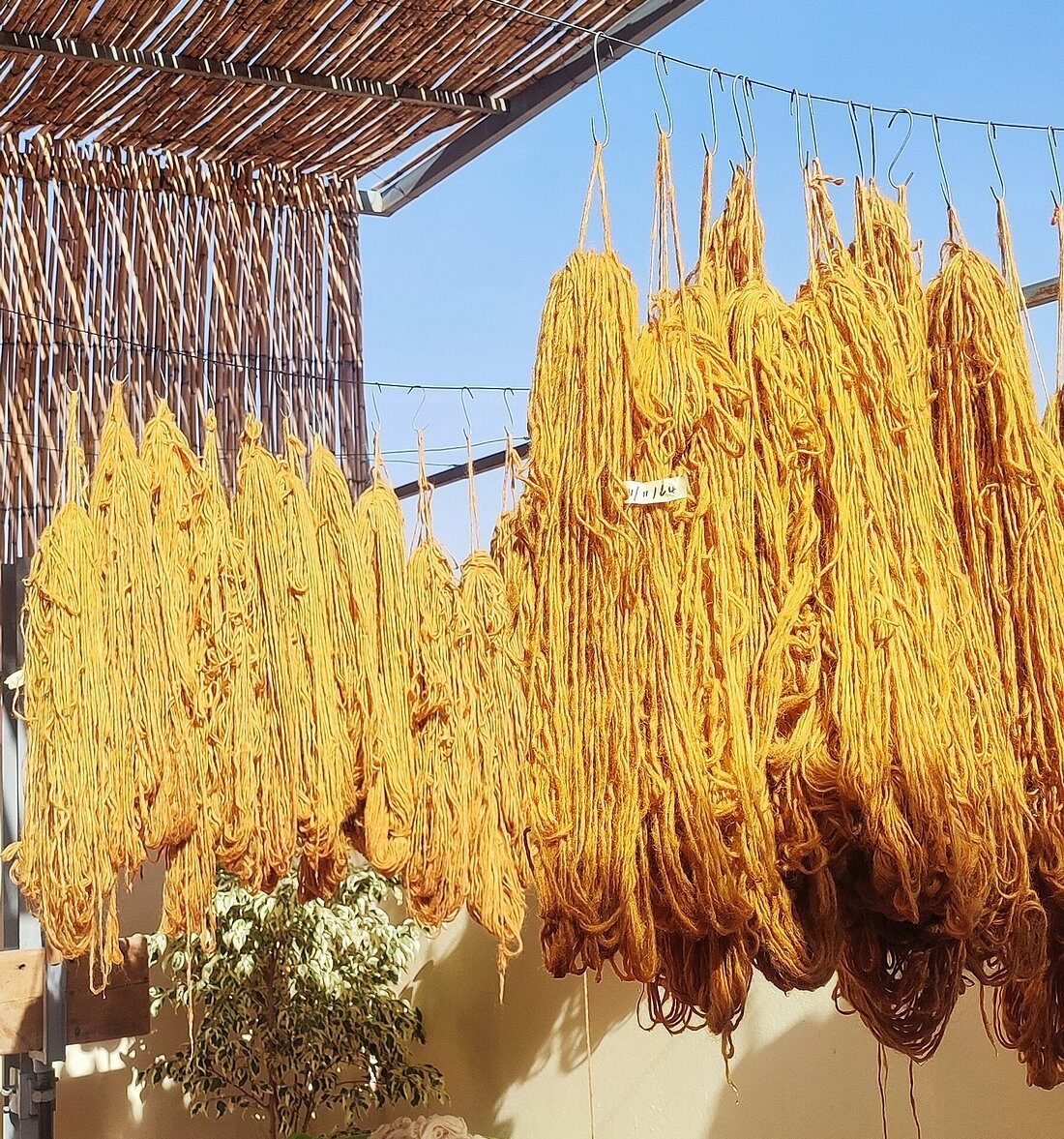 freshly yellow dyed wool