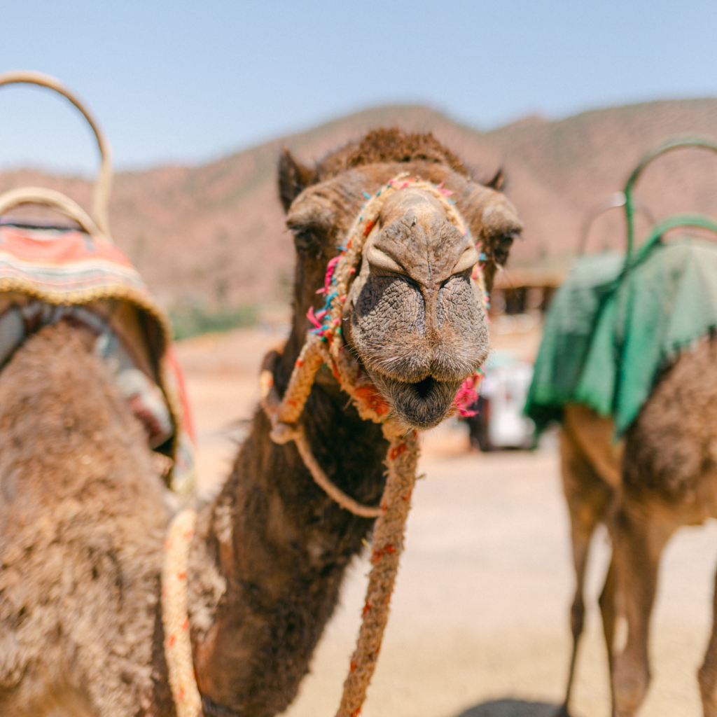 camel looking at the camera in a desert setting