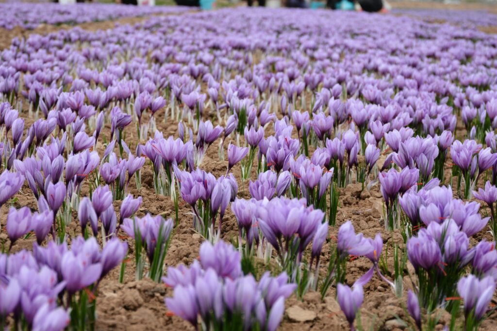 saffron purple flowers blossom on a field