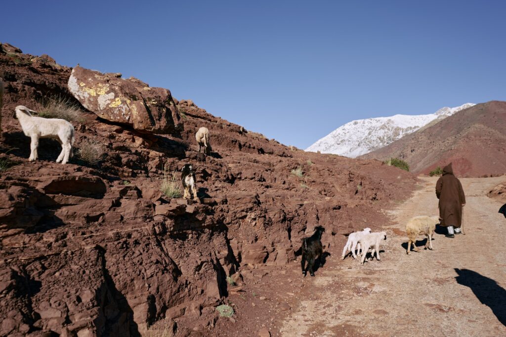 trekking route in the atlas mountains, ourika valley region near Marrakech. Sheep and goats walk around with shepherd. snowy mountain on the background.